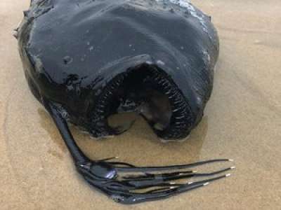 Un effrayant poisson des abysses retrouvé sur une plage en Californie