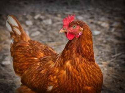 Aux Etats-Unis, les autorités demandent aux citoyens d'arrêter d'embrasser leurs poules