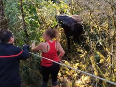 Lot : sauvetage d'une jument prise au piège de la végétation à Saint-Jean-de-Laur