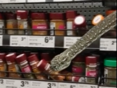 VIDÉO. Australie : elle fait ses courses dans un supermarché et tombe sur un python impressionnant