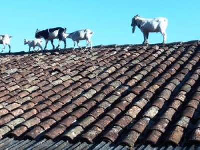 Lot-et-Garonne : des chèvres s'échappent de leur enclos et se retrouvent sur le toit d'une ferme