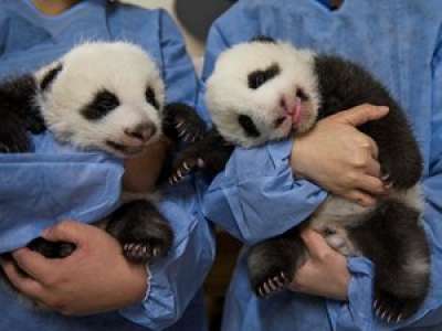 Pandas du zoo de Beauval : Kylian Mbappé parrain de l'un des deux bébés