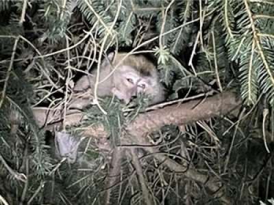 Etats-Unis : après un accident de la route, quatre singes de laboratoire en profitent pour s'évader