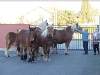 Six chevaux échappés trouvent refuge dans une école près de Tarbes
