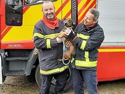 Rodez. Aveyron : Maxou, un chien de la SPA, coincé dans un arbre