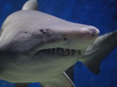 Un garçon de 6 ans découvre une dent de mégalodon, un requin préhistorique