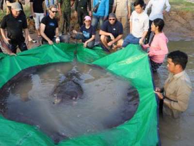 Une raie géante de 300kg pêchée au Cambodge, officiellement le plus gros poisson d'eau douce jamais enregistré