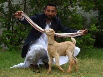 VIDEO. Avec ses oreilles de 54 cm, un chevreau pakistanais devient la star des réseaux sociaux