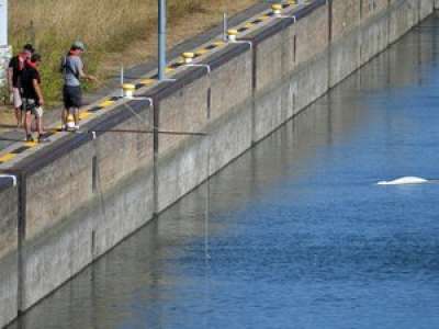 Béluga bloqué dans la Seine: l'opération de sauvetage 