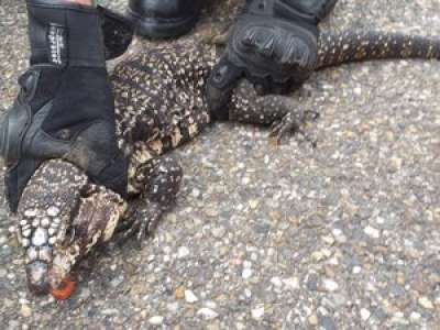 Un reptile de 80 cm capturé sur le parking d'une zone commerciale d'Agen