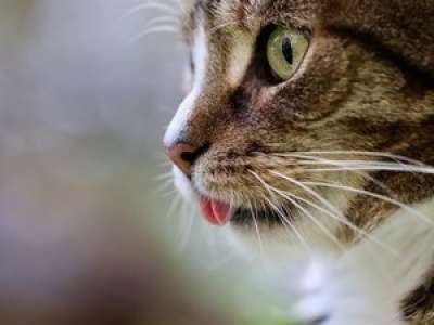 VIDEO. À presque 27 ans, Flossie est le chat le plus vieux du monde