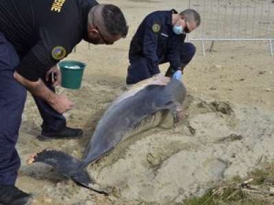 Un dauphin de 2m40 d’une espèce protégée est retrouvé mort