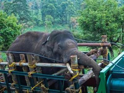 En Inde, un éléphant meurtrier qui avait tué six personnes et qui était recherché depuis six ans a été capturé