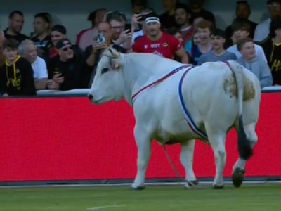 VIDEO. Un bœuf débarque sur la pelouse du stade juste avant le match des Dragons Catalans à Perpignan