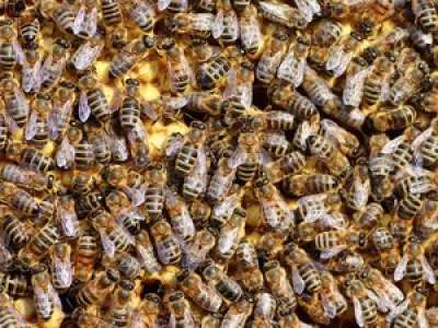 VIDEO. Un impressionnant essaim d'abeilles s'empare du vélo d'une promeneuse