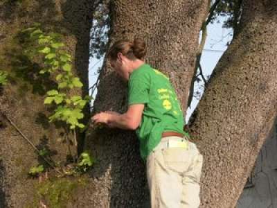 Mirepoix : une opération lancée pour sauver un chêne vert tricentenaire