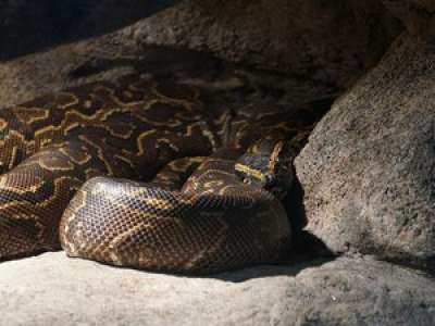 VIDEO. 6 mètres de long, 55 kg... la folle et chaotique capture d'un gigantesque python
