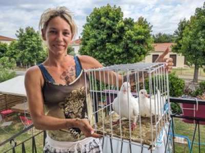 Dans le Lot-et-Garonne, le lâcher des colombes de l’amour a failli tourner au drame animalier