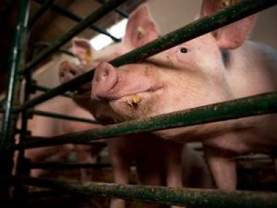 VIDEO. Des cochons envahissent une autoroute après un accident près de Barcelone