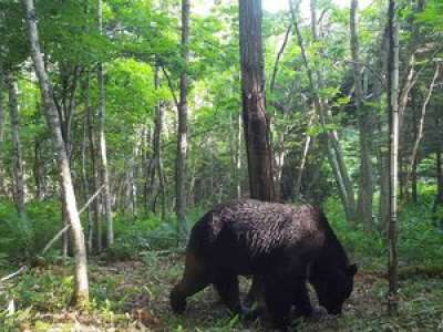 Un ours brun soupçonné d'avoir agressé 66 bovins abattu après quatre ans de traque au Japon