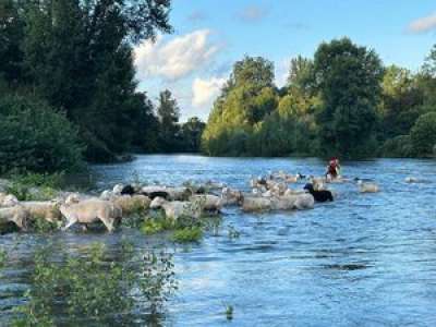 L'incroyable sauvetage de 71 moutons piégés au milieu des eaux en crue de la Garonne