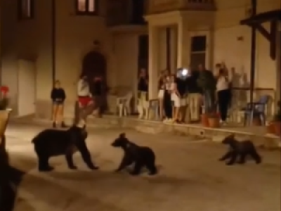 VIDEO. Une ourse et ses petits se promènent au beau milieu d'un village italien, des touristes émerveillés filment la scène