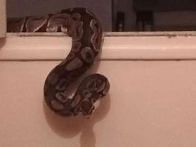 Voici le python de 1,50 m qu'un Toulousain a retrouvé dans les toilettes de son appartement en pleine nuit