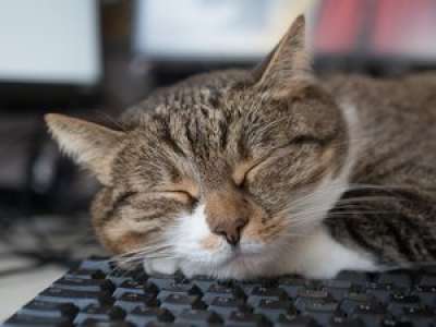 Le cybercriminel était un chat : le félin saute sur un clavier et coupe le réseau informatique d'un hôpital pendant plusieurs heures