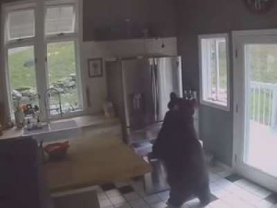 VIDEO. Un ours s'introduit dans une maison et vole des lasagnes au congélateur