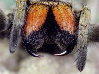 Une araignée a-t-elle pondu des œufs sous son orteil ? La croisière pour son anniversaire de mariage vire au cauchemar