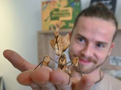 Toulouse: Minuscule, la première boutique de France dédiée à la vente de fourmis et d'insectes