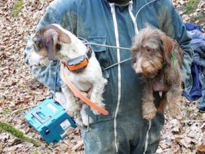 Pris au piège à 4 mètres de profondeur, deux chiens de chasse sauvés par les sapeurs-pompiers de l'Aveyron