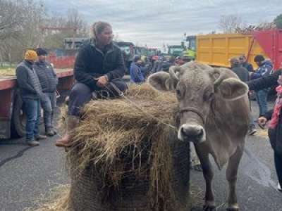 INSOLITE. Une agricultrice du Tarn-et-Garonne manifeste sur l'A62 avec l'une de ses vaches