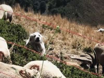 Saint-Girons : une chaîne YouTube consacrée au bien-être animal vient d’être lancée