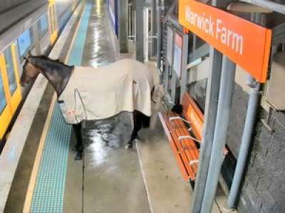 VIDÉO. Un cheval de course surgit dans une gare australienne et surprend les usagers
