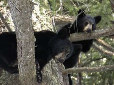 VIDEO. Ils arrachent des oursons d’un arbre pour prendre des selfies avec, l’un d’eux fini blessé et orphelin