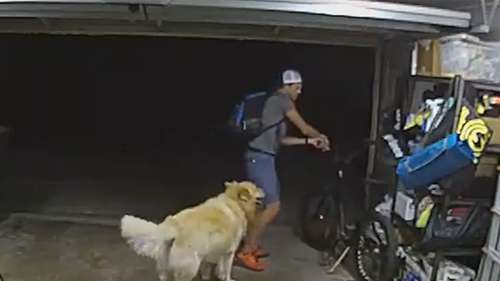 Un voleur de vélo de San Diego brièvement distrait par un chien amical