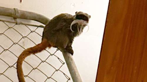 Des singes volés du zoo de Dallas retrouvés dans le placard d’une maison abandonnée