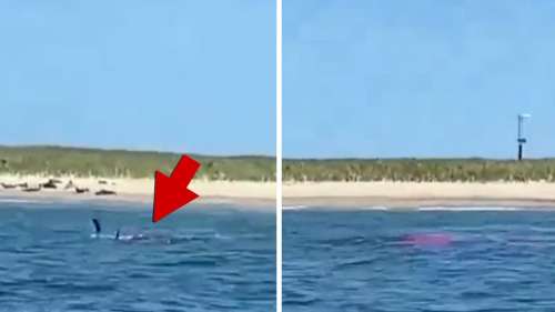 Grand requin blanc dévorant un phoque à la plage, première observation de la saison