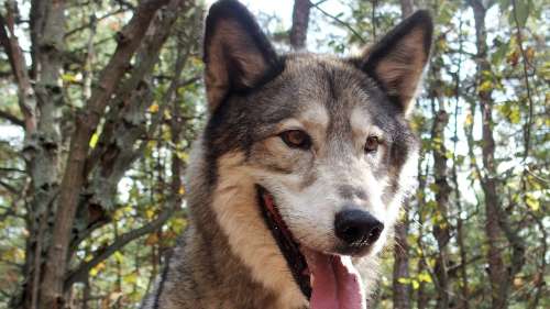 Un chien de famille abattu accidentellement par des chasseurs qui pensaient qu’il s’agissait d’un coyote
