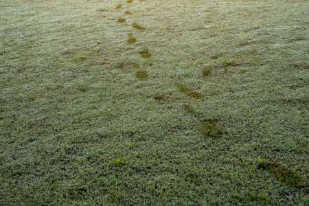 Les jardiniers britanniques avertis de vérifier les empreintes de pas sur leur pelouse