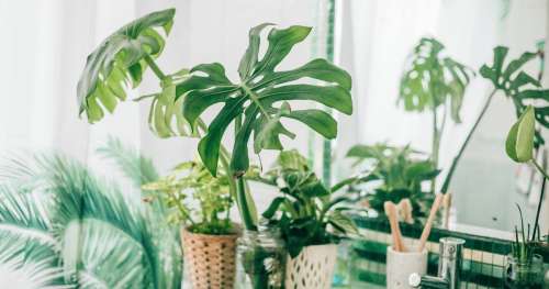 Amateurs de plantes d’intérieur – Donnez vie à votre salle de bain avec ces plantes