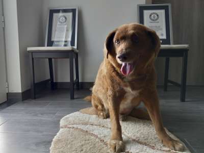 Bobi, le chien le plus vieux du monde, est décédé à l’âge de 31 ans