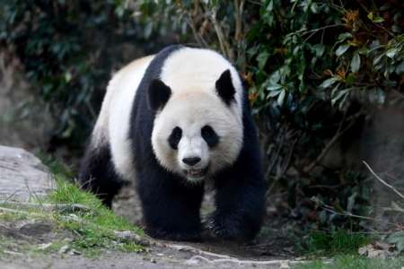 Animaux					La famille panda du zoo de Beauval (Loir-et-Cher) va s'agrandir