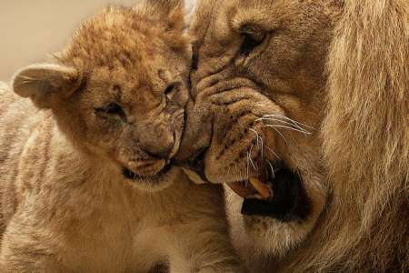 Insolite	            Naissance inattendue de deux lionceaux d'Afrique au zoo d'Amnéville