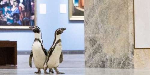 Des pingouins profitent du confinement pour explorer le musée d’art de Kansas City