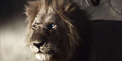 « Le Roi bâtard », sur Canal+ : JoeyStarr donne voix au lion aux yeux vairons