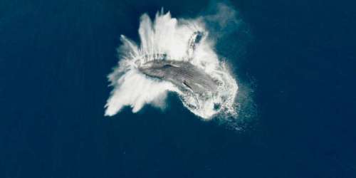 « Les Gardiennes de la planète » : une plongée au plus près des baleines avec Jean Dujardin en voix off