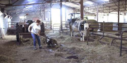 « L’Amour vache », sur France.tv : Edouard Bergeon filme la détresse d’un couple d’éleveurs privés de bêtes et criblés de dettes