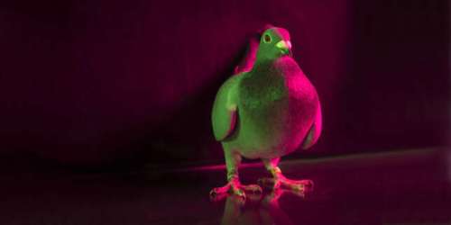 « Une course, des pigeons et des millions », sur Arte : découvrez la colombophilie, entre passion et business